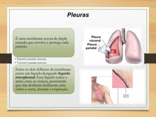 Pleuras
Pleura
visceral
Pleura
parietal
 