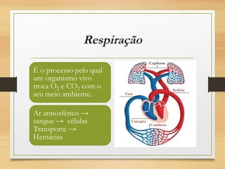 Respiração
 