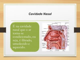 Cavidade Nasal
 