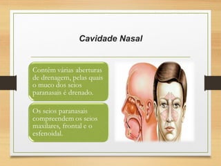 Cavidade Nasal
 
