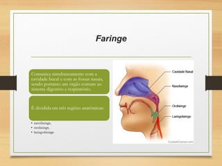 Faringe
 