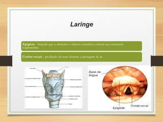Laringe
 