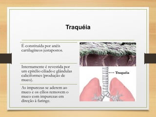 Traquéia
 
