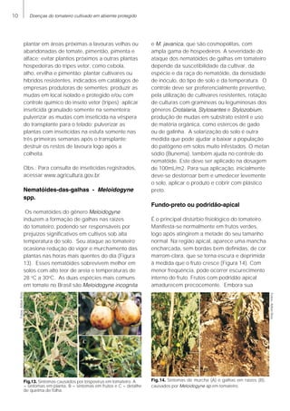 10 Doenças do tomateiro cultivado em abiemte protegido
plantar em áreas próximas a lavouras velhas ou
abandonadas de tomate, pimentão, pimenta e
alface; evitar plantios próximos a outras plantas
hospedeiras do tripes vetor, como cebola,
alho, ervilha e pimentão; plantar cultivares ou
híbridos resistentes, indicados em catálogos de
empresas produtoras de sementes; produzir as
mudas em local isolado e protegido e/ou com
controle químico do inseto vetor (tripes); aplicar
inseticida granulado somente na sementeira;
pulverizar as mudas com inseticida na véspera
do transplante para o telado; pulverizar as
plantas com inseticidas na estufa somente nas
três primeiras semanas após o transplante;
destruir os restos de lavoura logo após a
colheita.
Obs.: Para consulta de inseticidas registrados,
acessar www.agricultura.gov.br
Nematóides-das-galhas - Meloidogyne
spp.
Os nematóides do gênero Meloidogyne
induzem a formação de galhas nas raízes
do tomateiro, podendo ser responsáveis por
prejuízos significativos em cultivos sob alta
temperatura do solo. Seu ataque ao tomateiro
ocasiona redução do vigor e murchamento das
plantas nas horas mais quentes do dia (Figura
13). Esses nematóides sobrevivem melhor em
solos com alto teor de areia e temperaturas de
28 o
C a 30o
C. As duas espécies mais comuns
em tomate no Brasil são Meloidogyne incognita
e M. javanica, que são cosmopolitas, com
ampla gama de hospedeiros. A severidade do
ataque dos nematóides de galhas em tomateiro
depende da suscetibilidade da cultivar, da
espécie e da raça do nematóide, da densidade
de inóculo, do tipo de solo e da temperatura. O
controle deve ser preferencialmente preventivo,
pela utilização de cultivares resistentes, rotação
de culturas com gramíneas ou leguminosas dos
gêneros Crotalaria, Stylosantes e Stylozobium,
produção de mudas em substrato estéril e uso
de matéria orgânica, como estercos de gado
ou de galinha. A solarização do solo é outra
medida que pode ajudar a baixar a população
do patógeno em solos muito infestados. O metan
sódio (Bunema), também ajuda no controle do
nematóide. Este deve ser aplicado na dosagem
de 100mL/m2. Para sua aplicação, inicialmente
deve-se destorroar bem e umedecer levemente
o solo, aplicar o produto e cobrir com plástico
preto.
Fundo-preto ou podridão-apical
É o principal distúrbio fisiológico do tomateiro.
Manifesta-se normalmente em frutos verdes,
logo após atingirem a metade do seu tamanho
normal. Na região apical, aparece uma mancha
encharcada, sem bordas bem definidas, de cor
marrom-clara, que se torna escura e deprimida
à medida que o fruto cresce (Figura 14). Com
menor freqüência, pode ocorrer escurecimento
interno do fruto. Frutos com podridão apical
amadurecem precocemente. Embora sua
Fig.14. Sintomas de murcha (A) e galhas em raízes (B),
causados por Meloidogyne sp.em tomateiro.
Fig.13. Sintomas causados por tospovírus em tomateiro: A
= sintomas em planta, B = sintomas em frutos e C = detalhe
de queima de folha.
Fotos:AiltonReis
Fotos:AiltonReis
 
