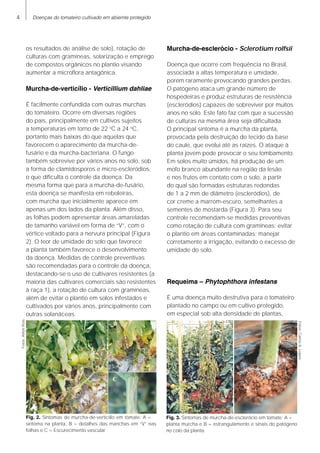 Doenças do tomateiro cultivado em abiemte protegido
os resultados de análise de solo), rotação de
culturas com gramíneas, solarização e emprego
de compostos orgânicos no plantio visando
aumentar a microflora antagônica.
Murcha-de-verticílio - Verticillium dahliae
É facilmente confundida com outras murchas
do tomateiro. Ocorre em diversas regiões
do país, principalmente em cultivos sujeitos
a temperaturas em torno de 22 o
C a 24 o
C,
portanto mais baixas do que aquelas que
favorecem o aparecimento da murcha-de-
fusário e da murcha-bacteriana. O fungo
também sobrevive por vários anos no solo, sob
a forma de clamidosporos e micro-escleródios,
o que dificulta o controle da doença. Da
mesma forma que para a murcha-de-fusário,
esta doença se manifesta em reboleiras,
com murcha que inicialmente aparece em
apenas um dos lados da planta. Além disso,
as folhas podem apresentar áreas amareladas
de tamanho variável em forma de “V”, com o
vértice voltado para a nervura principal (Figura
2). O teor de umidade do solo que favorece
a planta também favorece o desenvolvimento
da doença. Medidas de controle preventivas
são recomendadas para o controle da doença,
destacando-se o uso de cultivares resistentes (a
maioria das cultivares comerciais são resistentes
à raça 1), a rotação de cultura com gramíneas,
além de evitar o plantio em solos infestados e
cultivados por vários anos, principalmente com
outras solanáceas.
Murcha-de-esclerócio - Sclerotium rolfsii
Doença que ocorre com freqüência no Brasil,
associada a altas temperatura e umidade,
porém raramente provocando grandes perdas.
O patógeno ataca um grande número de
hospedeiras e produz estruturas de resistência
(escleródios) capazes de sobreviver por muitos
anos no solo. Este fato faz com que a sucessão
de culturas na mesma área seja dificultada.
O principal sintoma é a murcha da planta,
provocada pela destruição do tecido da base
do caule, que evolui até as raízes. O ataque à
planta jovem pode provocar o seu tombamento.
Em solos muito úmidos, há produção de um
mofo branco abundante na região da lesão
e nos frutos em contato com o solo, a partir
do qual são formadas estruturas redondas
de 1 a 2 mm de diâmetro (escleródios), de
cor creme a marrom-escuro, semelhantes a
sementes de mostarda (Figura 3). Para seu
controle recomendam-se medidas preventivas
como rotação de cultura com gramíneas; evitar
o plantio em áreas contaminadas; manejar
corretamente a irrigação, evitando o excesso de
umidade do solo.
Requeima – Phytophthora infestans
É uma doença muito destrutiva para o tomateiro
plantado no campo ou em cultivo protegido,
em especial sob alta densidade de plantas,
Fig. 2. Sintomas de murcha-de-verticílio em tomate: A =
sintoma na planta, B = detalhes das manchas em “V” nas
folhas e C = Escurecimento vascular
Fig. 3. Sintomas de murcha-de-esclerócio em tomate: A =
planta murcha e B = estrangulamento e sinais do patógeno
no colo da planta.
Fotos:AiltonReis
Fotos:CarlosA.Lopes
 