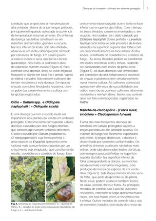 Doenças do tomateiro cultivado em abiemte protegido
condição que proporciona a manutenção de
alta umidade relativa do ar por longos períodos,
principalmente quando associada à ocorrência
de temperaturas noturnas amenas. Os sintomas
da doença nas folhas constituem-se em
manchas encharcadas, grandes e escuras.
Na face inferior da lesão, sob alta umidade,
observa-se um mofo esbranquiçado, formado
por estruturas do fungo. Em caules jovens,
a lesão é escura e seca, que torna o tecido
quebradiço. Nos frutos, a podridão é dura,
de coloração marrom-escura (Figura 4). Para
controlar essa doença, deve-se evitar irrigação
freqüente e plantio em local frio e úmido, sujeito
à neblina e orvalho. Não existem cultivares de
tomate resistentes a esta doença. Em épocas
e locais com clima favorável à requeima, deve-
se pulverizar preventivamente a cultura com
fungicidas registrados.
Oídio – Oidium spp. e Oidiopsis
haplophylli ( = Oidiopsis sicula)
É uma doença que tem crescido muito em
importância nos plantios de tomate em ambiente
protegido. O mesmo nome corresponde a duas
doenças causadas por dois fungos distintos,
que também apresentam sintomas diferentes.
O oídio causado por Oidium lycopersici ou
O. neolycopercsici ( cuja forma perfeita é
uma espécie de Erysiphe) apresenta como
sintoma mais comum lesões cobertas por um
crescimento esbranquiçado, que constitui-se de
micélio, conidióforos e conídios do fungo. Esse
crescimento esbranquiçado ocorre tanto na face
inferior como superior das folhas. Com o tempo,
as áreas afetadas tornam-se amareladas e, em
seguida, necrosadas. Já o oídio causado por
Oidiopsis haplophilli (forma perfeita = Leveillula
taurica) caracteriza-se pela presença de lesões
amarelas na superfície superior das folhas com
um crescimento branco na face inferior destas
lesões, constituído de conidióforos e conídios do
fungo. As áreas afetadas podem se transformar
em lesões necróticas com o tempo, podendo
ser confundidas com lesões da pinta-preta
(Figura 5). As duas doenças são favorecidas
por condições de alta temperatura e ausência
de chuvas e podem ocorrer simultaneamente
numa mesma cultura. As cultivares comerciais
apresentam diferença de suscetibilidade aos
oídios, mas não se conhece cultivares altamente
resistentes a nenhum deles. Assim, seu controle
deve ser feito com fungicidas, registrados no
MAPA.
Mancha-de-cladospório - (Fulvia fulva;
sinônimo = Cladosporium fulvum)
É uma das mais freqüentes doenças do
tomateiro em cultivos protegidos sujeitos a
longos períodos de alta umidade relativa. Os
esporos do fungo são facilmente espalhados
pelo vento. A longas distâncias, a doença é
disseminada por sementes contaminadas. Os
primeiros sintomas aparecem nas folhas mais
velhas, onde são observadas lesões cloróticas,
com margens pouco definidas na superfície
superior da folha. Na superfície inferior da
folha correspondente à clorose, as manchas
são de formato e tamanho irregulares, com
produção de massa de esporos de cor verde-
oliva (Figura 5). Sob ataque intenso, ocorre seca
da folha, que pode desprender-se da planta.
Neste caso, podem aparecer também lesões
no caule, pecíolo, flores e frutos. As principais
medidas de controle são o uso de cultivares
resistentes, entretanto o fungo apresenta muitas
raças, por isso muitas vezes a resistência não
é efetiva. Outras medidas de controle são o uso
de sementes tratadas, destruição dos restos daFig. 4. Sintomas de requeima em tomateiro: A = queima de
folhas, B = detalhe de lesão com esporulação abundante do
fungo e C = sintoma em fruto.
Fotos:AiltonReis
 