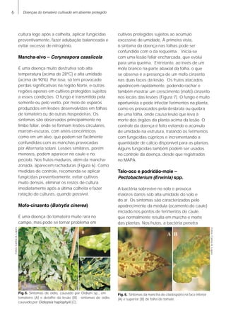 Doenças do tomateiro cultivado em abiemte protegido
cultura logo após a colheita, aplicar fungicidas
preventivamente, fazer adubação balanceada e
evitar excesso de nitrogênio.
Mancha-alvo – Corynespora cassiicola
É uma doença muito destrutiva sob alta
temperatura (acima de 28°C) e alta umidade
(acima de 90%). Por isso, só tem provocado
perdas significativas na região Norte, e outras
regiões apenas em cultivos protegidos sujeitos
a esses condições. O fungo é transmitido pela
semente ou pelo vento, por meio de esporos
produzidos em lesões desenvolvidas em folhas
de tomateiro ou de outras hospedeiras. Os
sintomas são observados principalmente no
limbo foliar, onde se formam lesões circulares,
marrom-escuras, com anéis concêntricos
como em um alvo, que podem ser facilmente
confundidas com as manchas provocadas
por Alternaria solani. Lesões similares, porém
menores, podem aparecer no caule e no
pecíolo. Nos frutos maduros, além da mancha-
zonada, aparecem rachaduras (Figura 6). Como
medidas de controle, recomenda-se aplicar
fungicidas preventivamente, evitar cultivos
muito densos, eliminar os restos de cultura
imediatamente após a última colheita e fazer
rotação de culturas, quando possível.
Mofo-cinzento (Botrytis cinerea)
É uma doença do tomateiro muito rara no
campo, mas pode se tornar problema em
cultivos protegidos sujeitos ao acúmulo
excessivo de umidade. À primeira vista,
o sintoma da doença nas folhas pode ser
confundido com o da requeima. Inicia-se
com uma lesão foliar encharcada, que evolui
para uma queima. Entretanto, ao invés de um
mofo branco na parte abaxial da folha, o que
se observa é a presença de um mofo cinzento
nas duas faces da lesão. Os frutos atacados
apodrecem rapidamente, podendo rachar e
também mostrar um crescimento (mofo) cinzento
nos locais das lesões (Figura 7). O fungo é muito
oportunista e pode infectar ferimentos na planta,
como os provocados pela desbrota ou quebra
de uma folha, onde causa lesão que leva à
morte dos órgãos da planta acima da lesão. O
controle da doença é feito evitando o acúmulo
de umidade na estrutura, tratando os ferimentos
com fungicidas cúpricos e incrementando a
quantidade de cálcio disponível para as plantas.
Alguns fungicidas também podem ser usados
no controle da doença, desde que registrados
no MAPA.
Talo-oco e podridão-mole –
Pectobacterium (Erwinia) spp.
A bactéria sobrevive no solo e provoca
maiores danos sob alta umidade do solo e
do ar. Os sintomas são caracterizados pelo
apodrecimento da medula (ocamento do caule)
iniciado nos pontos de ferimentos do caule,
que normalmente resulta em murcha e morte
das plantas. Nos frutos, a bactéria penetra
Fig.5. Sintomas de oídio, causado por Oidium sp., em
tomateiro (A) e detalhe da lesão (B); sintomas de oídio,
causado por Oidiopsis haplophylli (C).
Fig. 6. Sintomas da mancha-de-cladospório na face inferior
(A) e superior (B) de folha de tomate.
B
Fotos:CarlosA.Lopes
Fotos:CarlosA.Lopes
 