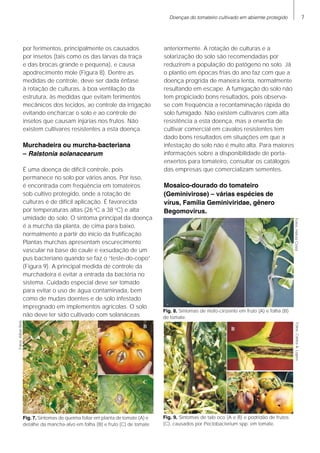 Doenças do tomateiro cultivado em abiemte protegido
por ferimentos, principalmente os causados
por insetos (tais como os das larvas da traça
e das brocas grande e pequena), e causa
apodrecimento mole (Figura 8). Dentre as
medidas de controle, deve ser dada ênfase
à rotação de culturas, à boa ventilação da
estrutura, às medidas que evitam ferimentos
mecânicos dos tecidos, ao controle da irrigação
evitando encharcar o solo e ao controle de
insetos que causam injúrias nos frutos. Não
existem cultivares resistentes a esta doença.
Murchadeira ou murcha-bacteriana
– Ralstonia solanacearum
É uma doença de difícil controle, pois
permanece no solo por vários anos. Por isso,
é encontrada com freqüência em tomateiros
sob cultivo protegido, onde a rotação de
culturas é de difícil aplicação. É favorecida
por temperaturas altas (26 o
C a 38 o
C) e alta
umidade do solo. O sintoma principal da doença
é a murcha da planta, de cima para baixo,
normalmente a partir do início da frutificação.
Plantas murchas apresentam escurecimento
vascular na base do caule e exsudação de um
pus bacteriano quando se faz o “teste-do-copo”
(Figura 9). A principal medida de controle da
murchadeira é evitar a entrada da bactéria no
sistema. Cuidado especial deve ser tomado
para evitar o uso de água contaminada, bem
como de mudas doentes e de solo infestado
impregnado em implementos agrícolas. O solo
não deve ter sido cultivado com solanáceas
anteriormente. A rotação de culturas e a
solarização do solo são recomendadas por
reduzirem a população do patógeno no solo. Já
o plantio em épocas frias do ano faz com que a
doença progrida de maneira lenta, normalmente
resultando em escape. A fumigação do solo não
tem propiciado bons resultados, pois observa-
se com freqüência a recontaminação rápida do
solo fumigado. Não existem cultivares com alta
resistência a esta doença, mas a enxertia de
cultivar comercial em cavalos resistentes tem
dado bons resultados em situações em que a
infestação do solo não é muito alta. Para maiores
informações sobre a disponibilidade de porta-
enxertos para tomateiro, consultar os catálogos
das empresas que comercializam sementes.
Mosaico-dourado do tomateiro
(Geminivirose) – várias espécies de
vírus, Família Geminiviridae, gênero
Begomovirus.
Fig. 7. Sintomas de queima foliar em planta de tomate (A) e
detalhe da mancha-alvo em folha (B) e fruto (C) de tomate
Fig. 8. Sintomas de mofo-cinzento em fruto (A) e folha (B)
de tomate.
Fig. 9. Sintomas de talo oco (A e B) e podridão de frutos
(C), causados por Pectobacterium spp. em tomate.
Fotos:AiltonReis
Fotos:HélcioCostaFotos:CarlosA.Lopes
 