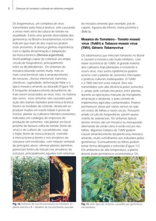 Doenças do tomateiro cultivado em abiemte protegido
Os begomovírus, um complexo de vírus
transmitidos pela mosca-branca, vêm causando
a virose mais séria da cultura do tomate na
atualidade. Existe uma grande diversidade dos
geminivírus no Brasil e levantamentos recentes
indicam que mais de dez espécies podem
estar presentes. A doença ganhou importância
com a rápida disseminação e adaptação
da mosca-branca (Bemisia argentifolia),
inseto polífago capaz de colonizar um amplo
círculo de hospedeiras, principalmente
entre as dicotiledôneas. Os sintomas do
mosaico-dourado variam muito, mas os
mais característicos são o amarelecimento
de nervuras, clorose internerval, manchas
cloróticas, rugosidade, deformação foliar e o
típico mosaico amarelo ou dourado (Figura 10).
É freqüente amadurecimento desuniforme do
fruto serem associados ao vírus, mas, na maioria
das vezes, esse sintomas são causados pela
ação das toxinas injetadas pela mosca-branca.
Dentre as medidas de controle, destacam-se:
produzir mudas em estufa telada à prova de
insetos; plantar ou cultivares híbridos resistentes
indicados em catálogos de empresas de
produção de sementes; não plantar em local
próximo de lavoura velha de tomate (fonte de
vírus) e de cultivos de, cucurbitáceas, soja
e feijão (fonte de mosca-branca); controlar
a mosca-branca dentro e nos arredores da
estrutura com inseticidas, com rotação semanal
de princípios ativos; eliminar plantas daninhas
potenciais fontes de inóculo nos arredores da
estrutura, principalmente aquelas com sintomas
de mosaico amarelo (por exemplo: joá de
capote, figueira-do-inferno, maria-pretinha e
Sida sp.
Mosaico do Tomateiro - Tomato mosaic
virus (ToMV) e Tobacco mosaic virus
(TMV). Gênero Tobamovirus
Os tobamovírus que infectam tomateiro no Brasil
e causam o mosaico são muito similares, com
maior ocorrência do ToMV. A grande maioria
dos cultivares hoje plantados é resistente a
esses vírus, mas surtos epidêmicos podem
ocorrer com o plantio de sementes infectadas
e práticas culturais inadequadas. O ToMV
e o TMV não têm vetor natural. Eles são
transmitidos com alta eficiência pelas sementes
e, ainda, pelo contato mecânico entre plantas,
durante as operações manuais de transplante,
amarração e desbrota, e pelo contato de
implementos agrícolas contaminados. Podem
permanecer ativos por vários meses no solo
em restos de folhas e raízes secas. Possuem
amplo círculo de hospedeiras, porém quase
restrito às solanáceas. Os sintomas típicos
destas viroses são um mosaico ou mosqueado
alternando de verde-claro a verde-escuro nas
folhas. Algumas estirpes de ToMV podem
causar amarelecimento da planta e/ou mosaico
amarelo, muito semelhantes aos induzidos pelos
geminivírus. Eventualmente as folhas podem
tomar forma alongada e retorcida (Figura 11).
Em ambientes de alta temperatura, a planta
doente pode permanecer assintomática. Os
Fig. 11. Dois tipos de sintomas causados por geminivírus
em tomateiro.
Fig. 10. Sintomas de murcha bacteriana em tomateiro: A =
planta murcha e B = detalhes de escurecimento vascular.
Fotos:AliceNagata
Fotos:CarlosA.Lopes
 