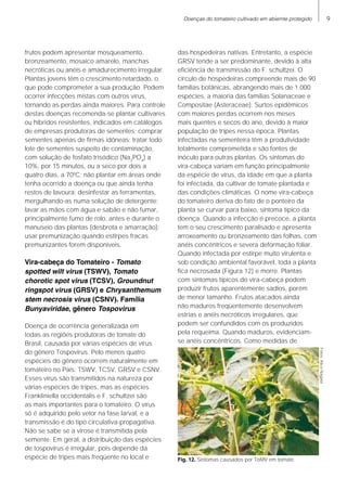 Doenças do tomateiro cultivado em abiemte protegido
frutos podem apresentar mosqueamento,
bronzeamento, mosaico amarelo, manchas
necróticas ou anéis e amadurecimento irregular.
Plantas jovens têm o crescimento retardado, o
que pode comprometer a sua produção. Podem
ocorrer infecções mistas com outros vírus,
tornando as perdas ainda maiores. Para controle
destas doenças recomenda-se plantar cultivares
ou híbridos resistentes, indicados em catálogos
de empresas produtoras de sementes; comprar
sementes apenas de firmas idôneas; tratar todo
lote de sementes suspeito de contaminação,
com solução de fosfato trisódico (Na3
PO4
) a
10%, por 15 minutos, ou a seco por dois a
quatro dias, a 700
C; não plantar em áreas onde
tenha ocorrido a doença ou que ainda tenha
restos de lavoura; desinfestar as ferramentas,
mergulhando-as numa solução de detergente;
lavar as mãos com água e sabão e não fumar,
principalmente fumo de rolo, antes e durante o
manuseio das plantas (desbrota e amarração);
usar premunização quando estirpes fracas
premunizantes forem disponíveis.
Vira-cabeça do Tomateiro - Tomato
spotted wilt virus (TSWV), Tomato
chorotic spot virus (TCSV), Groundnut
ringspot virus (GRSV) e Chrysanthemum
stem necrosis virus (CSNV). Família
Bunyaviridae, gênero Tospovirus
Doença de ocorrência generalizada em
todas as regiões produtoras de tomate do
Brasil, causada por várias espécies de vírus
do gênero Tospovirus. Pelo menos quatro
espécies do gênero ocorrem naturalmente em
tomateiro no País: TSWV, TCSV, GRSV e CSNV.
Esses vírus são transmitidos na natureza por
várias espécies de tripes, mas as espécies
Frankliniella occidentalis e F. schultzei são
as mais importantes para o tomateiro. O vírus
só é adquirido pelo vetor na fase larval, e a
transmissão é do tipo circulativa-propagativa.
Não se sabe se a virose é transmitida pela
semente. Em geral, a distribuição das espécies
de tospovirus é irregular, pois depende da
espécie de tripes mais freqüente no local e
das hospedeiras nativas. Entretanto, a espécie
GRSV tende a ser predominante, devido à alta
eficiência de transmissão do F. schultzei. O
círculo de hospedeiras compreende mais de 90
famílias botânicas, abrangendo mais de 1.000
espécies, a maioria das famílias Solanaceae e
Compositae (Asteraceae). Surtos epidêmicos
com maiores perdas ocorrem nos meses
mais quentes e secos do ano, devido à maior
população de tripes nessa época. Plantas
infectadas na sementeira têm a produtividade
totalmente comprometida e são fontes de
inóculo para outras plantas. Os sintomas do
vira-cabeça variam em função principalmente
da espécie de vírus, da idade em que a planta
foi infectada, da cultivar de tomate plantada e
das condições climáticas. O nome vira-cabeça
do tomateiro deriva do fato de o ponteiro da
planta se curvar para baixo, sintoma típico da
doença. Quando a infecção é precoce, a planta
tem o seu crescimento paralisado e apresenta
arroxeamento ou bronzeamento das folhas, com
anéis concêntricos e severa deformação foliar.
Quando infectada por estirpe muito virulenta e
sob condição ambiental favorável, toda a planta
fica necrosada (Figura 12) e morre. Plantas
com sintomas típicos do vira-cabeça podem
produzir frutos aparentemente sadios, porém
de menor tamanho. Frutos atacados ainda
não maduros freqüentemente desenvolvem
estrias e anéis necróticos irregulares, que
podem ser confundidos com os produzidos
pela requeima. Quando maduros, evidenciam-
se anéis concêntricos. Como medidas de
controle da doença, é recomendado não
Fig. 12. Sintomas causados por ToMV em tomate.
Fotos:AliceNagata
 