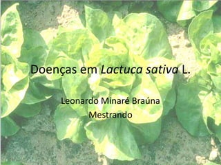 Doenças em Lactuca sativa L. 
Leonardo Minaré Braúna 
Mestrando 
 