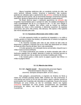 Alguns fungicidas sistêmicos dão um excelente controle do oídio, tais 
como benomil, tiofanato metílico, fenarimol e triadimefon. São curativos, 
podendo ser utilizados após o aparecimento dos primeiros sintomas da doença. 
Em regiões de clima quente, não se recomenda empregar unicamente fungicidas 
sistêmicos, devido ao aparecimento de raças resistentes a esses produtos. 
No Brasil, deve-se seguir o receituário agronômico na utilização dos 
fungicidas recomendados para o controle do oídio. Os estádios fenológicos de 
maior suscetibilidade vão do 6 a 15 (Figuras 9.1.8a – 9.1.8f). Com relação à 
resistência varietal, a espécie Vitis vinifera, onde se incluem as melhores 
variedades de mesa e vinho existentes, é altamente suscetível. As espécies 
americanas, tais como Vitis cinerea, Vitis labrusca, Vitis riparia e Vitis rupestris 
são menos atacadas pelo oídio. 
9.1.1.5. Caracteres diferenciais entre míldio e oídio 
• O oídio apresenta micélio na superfície do hospedeiro e, no míldio o 
micélio, penetra no interior dos tecidos, só aparecendo no exterior os órgãos de 
frutificação (esporangióforos). 
• As manchas causadas pelo oídio só são visíveis do lado onde se 
desenvolve o patógeno, enquanto que as do míldio são observáveis em ambas 
as faces da folha (mancha de óleo), isto é, são translúcidas. 
• O oídio apresenta uma coloração branca acinzentada, enquanto que o 
míldio mostra-se branco brilhante. 
• A massa pulverulenta que recobre os tecidos atacados pelo oídio é 
facilmente raspada com os dedos, deixando à mostra as manchas escuras na 
epiderme, fato este que não se observa nos tecidos invadidos pelo míldio. 
• De maneira geral, o oídio ocorre na página superior das folhas e o 
míldio na página inferior. 
9.1.1.6. Mancha das folhas 
9.1.1.6.1. Agente causal: - Mycosphaerella personata Higgins 
(Pseudocercospora vitis (Lev.) Spreg. 
sinonímia: Isariopsis clavispora (Berk. et Curt.) Sacc.). 
Este patógeno, provavelmente, é originário da América do Norte e 
citado nos vinhedos paulistas desde 1888, incidindo nas Vitis americanas. É 
uma doença que ocorre no fim do ciclo da videira, após a colheita, quando as 
pulverizações com fungicidas são reduzidas ou suspensas. Causa uma severa 
defoliação em anos úmidos, se não for controlada. Ocorre nas regiões 
produtoras localizadas em clima quente, principalmente nas variedades 
americanas de videira, não tendo sido, porém, reportada sobre uvas 
muscadínias. 
 