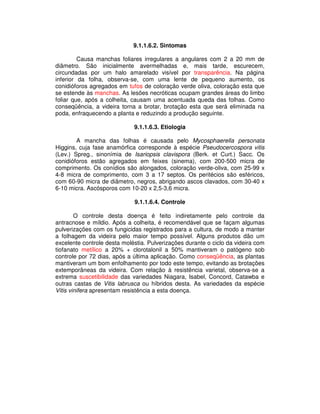 9.1.1.6.2. Sintomas 
Causa manchas foliares irregulares a angulares com 2 a 20 mm de 
diâmetro. São inicialmente avermelhadas e, mais tarde, escurecem, 
circundadas por um halo amarelado visível por transparência. Na página 
inferior da folha, observa-se, com uma lente de pequeno aumento, os 
conidióforos agregados em tufos de coloração verde oliva, coloração esta que 
se estende às manchas. As lesões necróticas ocupam grandes áreas do limbo 
foliar que, após a colheita, causam uma acentuada queda das folhas. Como 
conseqüência, a videira torna a brotar, brotação esta que será eliminada na 
poda, enfraquecendo a planta e reduzindo a produção seguinte. 
9.1.1.6.3. Etiologia 
A mancha das folhas é causada pelo Mycosphaerella personata 
Higgins, cuja fase anamórfica corresponde à espécie Pseudocercospora vitis 
(Lev.) Spreg., sinonímia de Isariopsis clavispora (Berk. et Curt.) Sacc. Os 
conidióforos estão agregados em feixes (sinema), com 200-500 micra de 
comprimento. Os conídios são alongados, coloração verde-oliva, com 25-99 x 
4-8 micra de comprimento, com 3 a 17 septos. Os peritécios são esféricos, 
com 60-90 micra de diâmetro, negros, abrigando ascos clavados, com 30-40 x 
6-10 micra. Ascósporos com 10-20 x 2,5-3,6 micra. 
9.1.1.6.4. Controle 
O controle desta doença é feito indiretamente pelo controle da 
antracnose e míldio. Após a colheita, é recomendável que se façam algumas 
pulverizações com os fungicidas registrados para a cultura, de modo a manter 
a folhagem da videira pelo maior tempo possível. Alguns produtos dão um 
excelente controle desta moléstia. Pulverizações durante o ciclo da videira com 
tiofanato metílico a 20% + clorotalonil a 50% mantiveram o patógeno sob 
controle por 72 dias, após a última aplicação. Como conseqüência, as plantas 
mantiveram um bom enfolhamento por todo este tempo, evitando as brotações 
extemporâneas da videira. Com relação à resistência varietal, observa-se a 
extrema suscetibilidade das variedades Niagara, Isabel, Concord, Catawba e 
outras castas de Vitis labrusca ou híbridos desta. As variedades da espécie 
Vitis vinifera apresentam resistência a esta doença. 
 