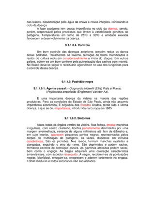 nas lesões, disseminação pela água da chuva e novas infeções, reiniciando o 
ciclo da doença 
A fase ascógena tem pouca importância no ciclo da doença, sendo, 
porém, responsável pelos processos que levam à variabilidade genética do 
patógeno. Temperaturas em torno de 25ºC a 30ºC e umidade elevada 
favorecem o desenvolvimento da doença. 
9.1.1.8.4. Controle 
Um bom controle das doenças anteriores também reduz os danos 
dessa podridão. Tratamentos de inverno, remoção de frutos mumificados e 
restos de cultura reduzem consideravelmente o início do ataque. Em outros 
países, obtém-se um bom controle pela pulverização dos cachos com maneb. 
No Brasil, deve-se seguir o receituário agronômico no uso dos fungicidas para 
o controle dessa doença. 
9.1.1.9. Podridão-negra 
9.1.1.9.1. Agente causal: - Guignardia bidwellii (Ellis) Viala et Ravaz 
(Phyllosticta ampelicida (Engleman) Van der Aa). 
É uma importante doença da videira na maioria das regiões 
produtoras. Para as condições do Estado de São Paulo, ainda não assumiu 
importância econômica. É originária dos Estados Unidos, tendo sido a última 
doença, a que se deu importância, introduzida na Europa em 1885. 
9.1.1.9.2. Sintomas 
Ataca todos os órgãos verdes da videira. Nas folhas, produz manchas 
irregulares, com centro castanho, bordas perfeitamente delimitadas por uma 
margem avermelhada, variando de alguns milímetros até 1cm de diâmetro e, 
em cujo interior, aparecem pequenos pontos negros, representados pelos 
corpos de frutificação do patógeno, às vezes, dispostos em círculos 
concêntricos. São os picnídios. Nos ramos, formam manchas ovaladas e 
alongadas, seguindo o eixo do ramo. São deprimidas e podem rachar, 
formando cancros de coloração escura. As gavinhas atacadas podem secar, 
bem como o engaço. As bagas adquirem uma coloração característica 
amarela-clara, com aspecto ressequido. A seguir, recobrem-se de pontuações 
negras (picnídios), enrugam-se, enegrecem e aderem fortemente no engaço. 
Folhas maduras e frutos sazonados não são afetados. 
 