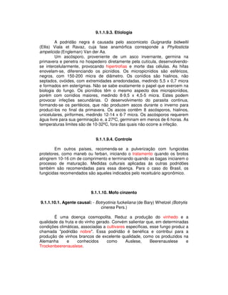 9.1.1.9.3. Etiologia 
A podridão negra é causada pelo ascomiceto Guignardia bidwellii 
(Ellis) Viala et Ravaz, cuja fase anamórfica corresponde a Phyllosticta 
ampelicida (Engleman) Van der Aa. 
Um ascósporo, proveniente de um asco invernante, germina na 
primavera e penetra no hospedeiro diretamente pela cutícula, desenvolvendo-se 
intercelularmente, provocando hipertrofias e morte das células. As hifas 
enovelam-se, diferenciando os picnídios. Os micropicnídios são esféricos, 
negros, com 150-200 micra de diâmetro. Os conídios são hialinos, não 
septados, ovóides, com extremidades arredondadas, medindo 5,5 x 0,7 micra 
e formados em esterígmas. Não se sabe exatamente o papel que exercem na 
biologia do fungo. Os picnídios têm o mesmo aspecto dos micropicnídios, 
porém com conídios maiores, medindo 8-9,5 x 4,5-5 micra. Estes podem 
provocar infeções secundárias. O desenvolvimento do parasita continua, 
formando-se os peritécios, que não produzem ascos durante o inverno para 
produzi-los no final da primavera. Os ascos contêm 8 ascósporos, hialinos, 
unicelulares, piriformes, medindo 12-14 x 6-7 micra. Os ascósporos requerem 
água livre para sua germinação e, a 27ºC, germinam em menos de 6 horas. As 
temperaturas limites são de 10-32ºC, fora das quais não ocorre a infeção. 
9.1.1.9.4. Controle 
Em outros países, recomenda-se a pulverização com fungicidas 
protetores, como maneb ou ferban, iniciando o tratamento quando os brotos 
atingirem 10-16 cm de comprimento e terminando quando as bagas iniciarem o 
processo de maturação. Medidas culturais aplicadas às outras podridões 
também são recomendadas para essa doença. Para o caso do Brasil, os 
fungicidas recomendados são aqueles indicados pelo receituário agronômico. 
9.1.1.10. Mofo cinzento 
9.1.1.10.1. Agente causal: - Botryotinia fuckeliana (de Bary) Whetzel (Botrytis 
cinerea Pers.) 
É uma doença cosmopolita. Reduz a produção do vinhedo e a 
qualidade da fruta e do vinho gerado. Convém salientar que, em determinadas 
condições climáticas, associadas a cultivares específicas, esse fungo produz a 
chamada "podridão nobre". Essa podridão é benéfica e contribui para a 
produção de vinhos brancos de excelente qualidade, como os produzidos na 
Alemanha e conhecidos como Auslese, Beerenauslese e 
Trockenbeerenauslese. 
 