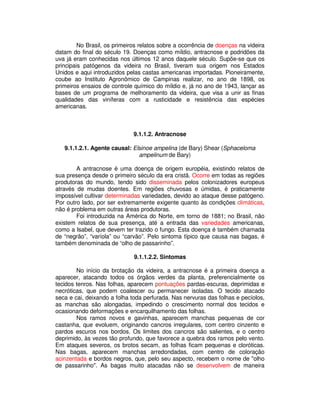 No Brasil, os primeiros relatos sobre a ocorrência de doenças na videira 
datam do final do século 19. Doenças como míldio, antracnose e podridões da 
uva já eram conhecidas nos últimos 12 anos daquele século. Supõe-se que os 
principais patógenos da videira no Brasil, tiveram sua origem nos Estados 
Unidos e aqui introduzidos pelas castas americanas importadas. Pioneiramente, 
coube ao Instituto Agronômico de Campinas realizar, no ano de 1898, os 
primeiros ensaios de controle químico do míldio e, já no ano de 1943, lançar as 
bases de um programa de melhoramento da videira, que visa a unir as finas 
qualidades das viníferas com a rusticidade e resistência das espécies 
americanas. 
9.1.1.2. Antracnose 
9.1.1.2.1. Agente causal: Elsinoe ampelina (de Bary) Shear (Sphaceloma 
ampelinum de Bary) 
A antracnose é uma doença de origem européia, existindo relatos de 
sua presença desde o primeiro século da era cristã. Ocorre em todas as regiões 
produtoras do mundo, tendo sido disseminada pelos colonizadores europeus 
através de mudas doentes. Em regiões chuvosas e úmidas, é praticamente 
impossível cultivar determinadas variedades, devido ao ataque desse patógeno. 
Por outro lado, por ser extremamente exigente quanto às condições climáticas, 
não é problema em outras áreas produtoras. 
Foi introduzida na América do Norte, em torno de 1881; no Brasil, não 
existem relatos de sua presença, até a entrada das variedades americanas, 
como a Isabel, que devem ter trazido o fungo. Esta doença é também chamada 
de “negrão”, “varíola” ou “carvão”. Pelo sintoma típico que causa nas bagas, é 
também denominada de “olho de passarinho”. 
9.1.1.2.2. Sintomas 
No início da brotação da videira, a antracnose é a primeira doença a 
aparecer, atacando todos os órgãos verdes da planta, preferencialmente os 
tecidos tenros. Nas folhas, aparecem pontuações pardas-escuras, deprimidas e 
necróticas, que podem coalescer ou permanecer isoladas. O tecido atacado 
seca e cai, deixando a folha toda perfurada. Nas nervuras das folhas e pecíolos, 
as manchas são alongadas, impedindo o crescimento normal dos tecidos e 
ocasionando deformações e encarquilhamento das folhas. 
Nos ramos novos e gavinhas, aparecem manchas pequenas de cor 
castanha, que evoluem, originando cancros irregulares, com centro cinzento e 
pardos escuros nos bordos. Os limites dos cancros são salientes, e o centro 
deprimido, às vezes tão profundo, que favorece a quebra dos ramos pelo vento. 
Em ataques severos, os brotos secam, as folhas ficam pequenas e cloróticas. 
Nas bagas, aparecem manchas arredondadas, com centro de coloração 
acinzentada e bordos negros, que, pelo seu aspecto, recebem o nome de "olho 
de passarinho". As bagas muito atacadas não se desenvolvem de maneira 
 