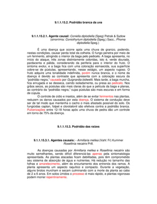 9.1.1.15.2. Podridão branca da uva 
9.1.1.15.2.1. Agente causal: Coniella diplodiella (Speg) Petrak & Sydow 
(sinonímia: Coniothyrium diplodiella (Speg.) Sacc., Phoma 
diplodiella Speg.) 
É uma doença que ocorre após uma chuva de granizo, podendo, 
nestas condições, causar perda total da colheita. O fungo penetra por meio de 
um ferimento, atingindo o interior da baga pelo pedicelo. A baga apresenta, no 
início do ataque, três zonas distintamente coloridas, isto é, verde dourada, 
pardacenta e pálida, considerando da periferia para o interior do fruto. O 
sintoma evolui, e a baga fica com uma coloração esmaecida, sua superfície 
cobre-se de pústulas, apresentando, nesse estágio, um aspecto rugoso. O 
fruto adquire uma tonalidade indefinida, porém nunca branca, e o nome da 
doença é devido ao contraste que apresenta com a coloração escura da 
“podridão negra,” causada por Guignardia bidwellii. Mais tarde, a baga murcha, 
fica enrugada e se desseca, caindo isoladamente, ou presa ao pedicelo. Nos 
grãos secos, as pústulas são mais claras do que a película da baga e planas, 
ao contrário da “podridão negra,” cujas pústulas são mais escuras e em forma 
de cúpula. 
O controle de oídio e insetos, além de se evitar ferimentos nas plantas, 
reduzem os danos causados por esta doença. O sistema de condução deve 
ser de tal modo que mantenha o cacho o mais afastado possível do solo. Os 
fungicidas captan, folpet e clorotalonil são efetivos contra a podridão branca. 
Pulverizações entre 12-18 horas após uma chuva de pedra dão um controle 
em torno de 75% da doença. 
9.1.1.15.3. Podridão das raízes 
9.1.1.15.3.1. Agentes causais: - Armillaria mellea (Vahl: Fr) Kummer 
Rosellinia necatrix Prill. 
As doenças causadas por Armillaria mellea e Rosellinia necatrix são 
muito semelhantes, sendo difícil diferenciá-las apenas pela sintomatologia 
apresentada. As plantas atacadas ficam debilitadas, pois têm comprometido 
seu sistema de absorção de água e nutrientes. Há redução no tamanho das 
folhas e amarelecimento, além do encurtamento dos entrenós dos ramos. A 
planta apresenta um aspecto raquítico e compacto. Durante a vegetação, 
alguns brotos murcham e secam culminando com a morte da planta ao cabo 
de 2 a 6 anos. Em solos úmidos o processo é mais rápido, e plantas vigorosas 
podem morrer repentinamente. 
 