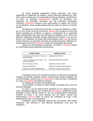 As raízes atacadas apresentam textura esponjosa, cuja casca 
enegrecida se desprende da madeira, sendo facilmente separada em tiras. 
Sob a casca, observa-se um emaranhado de hifas do patógeno, semelhante a 
um feltro, de coloração esbranquiçada. Também se encontram, com 
freqüência, as chamadas rizomorfas, que são filamentos ramificados, 
cilíndricos, inicialmente brancos e mais tarde pardos ou negros, com 0,5-2,0 
mm de diâmetro. Esses cordões desenvolvem-se sobre as raízes e no terreno 
próximo. 
As plantas do vinhedo vão morrendo, e o fungo se dissemina, a partir 
de um foco inicial, de forma concêntrica. Observa-se, na base do tronco das 
plantas atacadas por Armillaria, no outono, o crescimento de um cogumelo 
típico, representado pelo corpo de frutificação do patógeno, com 4-28 cm de 
diâmetro. Apresenta coloração variada, predominando, porém, a cor de mel. 
Ocorre, com freqüência, em áreas recém-desmatadas, onde restos de raízes e 
troncos oferecem um excelente meio para seu desenvolvimento. Sobrevive em 
raízes podres, que ficam enterradas no solo, daí a dificuldade de controle. 
Apesar da sintomatologia semelhante, Armillaria e Rosellinia podem 
ser diferenciadas pelas seguintes características: 
Armillaria mellea Rosellinia necatrix 
- não existe micélio externo em forma de 
flocos (desfiado) 
- apresenta esta estrutura 
- não se observam hifas pardas, com 
incitamento piriforme 
- são observadas estas formações 
- não há uma fase conídica - apresenta uma fase conidial 
- não forma escleródios - observa-se a presença de escleródios 
- apresenta uma fase de Basidiomiceto - Apresenta uma fase de Ascomiceto 
Fumigação do solo com bissulfito de carbono ou brometo de metila são 
medidas de controle sugeridas, porém inviáveis para nossas condições. No 
controle biológico, sabe-se que a incorporação no solo do fungo Trichoderma 
sp. reduz a quantidade de infeção do patógeno. 
As medidas de controle recomendadas são: 
a) não instalar o vinhedo em solos úmidos ou pesados, bem como em 
terrenos infestados; 
b) evitar o uso do porta-enxerto Rupestris du Lot. Nesses terrenos, 
evitar a adubação orgânica com material não decomposto, substituindo-a pela 
adubação mineral. Plantas mortas de- vem ser cuidadosamente eliminadas, 
inclusive as raízes, e as covas tratadas com cal virgem, visando sua 
desinfestação. Eliminar todos os corpos de frutificação do fungo, numa 
tentativa de diminuir o inóculo da área. 
Finalmente, para a Rosellinia, sabe-se que Vitis cinerea, Vitis vinifera 
Carignane, Vitis arizonica e Vitis flexuosa apresentam certo grau de 
resistência. 
 