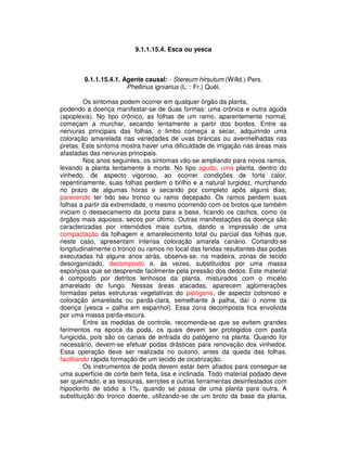 9.1.1.15.4. Esca ou yesca 
9.1.1.15.4.1. Agente causal: - Stereum hirsutum (Willd.) Pers. 
Phellinus igniarius (L. : Fr.) Quél. 
Os sintomas podem ocorrer em qualquer órgão da planta, 
podendo a doença manifestar-se de duas formas: uma crônica e outra aguda 
(apoplexia). No tipo crônico, as folhas de um ramo, aparentemente normal, 
começam a murchar, secando lentamente a partir dos bordos. Entre as 
nervuras principais das folhas, o limbo começa a secar, adquirindo uma 
coloração amarelada nas variedades de uvas brancas ou avermelhadas nas 
pretas. Este sintoma mostra haver uma dificuldade de irrigação nas áreas mais 
afastadas das nervuras principais. 
Nos anos seguintes, os sintomas vão-se ampliando para novos ramos, 
levando a planta lentamente à morte. No tipo agudo, uma planta, dentro do 
vinhedo, de aspecto vigoroso, ao ocorrer condições de forte calor, 
repentinamente, suas folhas perdem o brilho e a natural turgidez, murchando 
no prazo de algumas horas e secando por completo após alguns dias, 
parecendo ter tido seu tronco ou ramo decepado. Os ramos perdem suas 
folhas a partir da extremidade, o mesmo ocorrendo com os brotos que também 
iniciam o dessecamento da ponta para a base, ficando os cachos, como os 
órgãos mais aquosos, secos por último. Outras manifestações da doença são 
caracterizadas por internódios mais curtos, dando a impressão de uma 
compactação da folhagem e amarelecimento total ou parcial das folhas que, 
neste caso, apresentam intensa coloração amarela canário. Cortando-se 
longitudinalmente o tronco ou ramos no local das feridas resultantes das podas 
executadas há alguns anos atrás, observa-se, na madeira, zonas de tecido 
desorganizado, decomposto e, às vezes, substituídos por uma massa 
esponjosa que se desprende facilmente pela pressão dos dedos. Este material 
é composto por detritos lenhosos da planta, misturados com o micélio 
amarelado do fungo. Nessas áreas atacadas, aparecem aglomerações 
formadas pelas estruturas vegetativas do patógeno, de aspecto cotonoso e 
coloração amarelada ou parda-clara, semelhante à palha, daí o nome da 
doença (yesca = palha em espanhol). Essa zona decomposta fica envolvida 
por uma massa parda-escura. 
Entre as medidas de controle, recomenda-se que se evitem grandes 
ferimentos na época da poda, os quais devem ser protegidos com pasta 
fungicida, pois são os canais de entrada do patógeno na planta. Quando for 
necessário, devem-se efetuar podas drásticas para renovação dos vinhedos. 
Essa operação deve ser realizada no outono, antes da queda das folhas, 
facilitando rápida formação de um tecido de cicatrização. 
Os instrumentos de poda devem estar bem afiados para conseguir-se 
uma superfície de corte bem feita, lisa e inclinada. Todo material podado deve 
ser queimado, e as tesouras, serrotes e outras ferramentas desinfestados com 
hipoclorito de sódio a 1%, quando se passa de uma planta para outra. A 
substituição do tronco doente, utilizando-se de um broto da base da planta, 
 