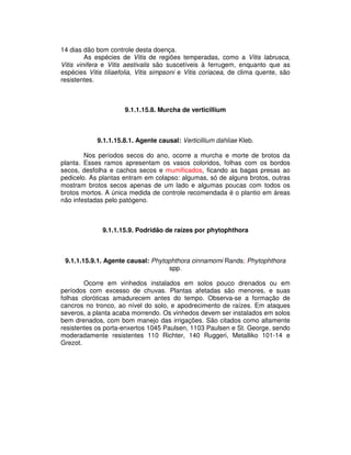 14 dias dão bom controle desta doença. 
As espécies de Vitis de regiões temperadas, como a Vitis labrusca, 
Vitis vinifera e Vitis aestivalis são suscetíveis à ferrugem, enquanto que as 
espécies Vitis tiliaefolia, Vitis simpsoni e Vitis coriacea, de clima quente, são 
resistentes. 
9.1.1.15.8. Murcha de verticillium 
9.1.1.15.8.1. Agente causal: Verticillium dahliae Kleb. 
Nos períodos secos do ano, ocorre a murcha e morte de brotos da 
planta. Esses ramos apresentam os vasos coloridos, folhas com os bordos 
secos, desfolha e cachos secos e mumificados, ficando as bagas presas ao 
pedicelo. As plantas entram em colapso: algumas, só de alguns brotos, outras 
mostram brotos secos apenas de um lado e algumas poucas com todos os 
brotos mortos. A única medida de controle recomendada é o plantio em áreas 
não infestadas pelo patógeno. 
9.1.1.15.9. Podridão de raízes por phytophthora 
9.1.1.15.9.1. Agente causal: Phytophthora cinnamomi Rands; Phytophthora 
spp. 
Ocorre em vinhedos instalados em solos pouco drenados ou em 
períodos com excesso de chuvas. Plantas afetadas são menores, e suas 
folhas cloróticas amadurecem antes do tempo. Observa-se a formação de 
cancros no tronco, ao nível do solo, e apodrecimento de raízes. Em ataques 
severos, a planta acaba morrendo. Os vinhedos devem ser instalados em solos 
bem drenados, com bom manejo das irrigações. São citados como altamente 
resistentes os porta-enxertos 1045 Paulsen, 1103 Paulsen e St. George, sendo 
moderadamente resistentes 110 Richter, 140 Ruggeri, Metalliko 101-14 e 
Grezot. 
 