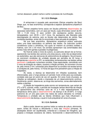 normal, dessecam, podem rachar e sofrer o processo de mumificação. 
9.1.1.2.3. Etiologia 
A antracnose é causada pelo ascomiceto Elsinoe ampelina (de Bary) 
Shear, que, na fase anamórfica, corresponde à espécie Sphaceloma ampelinum 
de Bary. 
Elsinoe ampelina forma ascos em lóculos piriformes disseminados no 
ascocarpo estromático, com um asco por lóculo, cujas dimensões variam de 80- 
100 x 11-23 micra. O asco contém oito ascósporos pardos escuros, 
tetraseptados, com 29-35 x 4,5-7 micra. Os ascósporos são liberados pela 
desintegração do estroma, pois os lóculos são desprovidos de ostíolo. Nas 
condições paulistas, ainda não foi encontrada a fase sexuada do patógeno. 
Na sua fase anamórfica, Sphaceloma ampelinum produz acérvulos 
sobre uma base estromática na periferia das lesões. Os acérvulos contêm 
conidióforos curtos e cilíndricos, nos quais se inserem os conídios ovóides e 
hialinos, com 3-6 x 2-8 micra. Os conídios apresentam nas extremidades dois 
pontos mais refrin-gentes e paredes mucilaginosas. 
No final do verão e início do outono, os acérvulos deixam de se formar, 
aparecendo nos bordos dos cancros uma área escura, onde irão se desenvolver 
os escleródios, que são estruturas de sobrevivência do patógeno. Na primavera, 
se ocorrerem condições de umidade elevada por períodos de 24 horas e 
temperaturas superiores a 2ºC, os escleródios remanescentes nas lesões velhas 
germinam e produzem numerosos conídios. Essa esporulação, coincidindo com 
o início da brotação da videira, causará a infeção primária, se ocorrerem chuvas 
de, pelo menos 2 mm, suficientes para disseminar os conídios nos tecidos tenros 
e condições de, pelo menos, 12 horas de água livre persistirem para a infeção do 
hospedeiro. 
Às vezes, a doença se desenvolve em infeções sucessivas, bem 
diferenciadas, pois o fungo precisa um período muito úmido para sua evolução, 
condição esta que só ocorre de vez em quando. Em anos muito chuvosos, as 
infeções se sobrepõem, dando a impressão de um desenvolvimento contínuo. 
Geralmente, porém, observa-se, ao longo dos sarmentos, zonas alternadamente 
sadias e doentes. 
A infeção de hospedeiros pode ocorrer em temperaturas, que variam de 
2oC a 32oC, quando, então, o período de incubação (tempo decorrido da infeção 
ao aparecimento dos sintomas) varia de 13 a 4 dias respectivamente. A 
temperatura ótima para o desenvolvimento da doença é de 24-26oC. O fungo 
sobrevive de um ano para outro nos restos de cultura deixados no vinhedo. 
Temperatura e umidade são os fatores climáticos que mais influenciam o 
desenvolvimento da doença, a qual é muito prejudicial em anos chuvosos. 
9.1.1.2.4. Controle 
Após a poda, devem-se queimar todos os restos de cultura, eliminando, 
assim, fontes de inóculo e dificultando o início das infeções primárias. As 
adubações devem ser equilibradas, evitando-se o excesso de nitrogênio, que 
propicia a brotação excessiva da videira, favorecendo o desenvolvimento do 
 