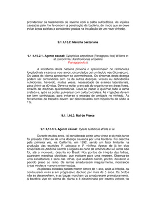 providenciar os tratamentos de inverno com a calda sulfocálcica. As injúrias 
causadas pelo frio favorecem a penetração da bactéria, de modo que se deve 
evitar áreas sujeitas a constantes geadas na instalação de um novo vinhedo. 
9.1.1.16.2. Mancha bacteriana 
9.1.1.16.2.1. Agente causal: Xylophilus ampelinus (Panagopou-los) Willens et 
al. (sinonímia: Xanthomonas ampelina 
Panagopoulos) 
A incidência desta bactéria provoca o aparecimento de rachaduras 
longitudinais e cancros nos ramos, circundados por um tecido necrótico escuro. 
Os vasos do xilema apresentam-se avermelhados. Os sintomas desta doença 
podem ser confundidos com os de outras doenças, viroses ou deficiências 
nutricionais, havendo, muitas vezes, necessidade de exames laboratoriais, 
para dirimir as dúvidas. Deve-se evitar a entrada do organismo em áreas livres, 
através de medidas quarentenárias. Deve-se podar e queimar todo o ramo 
afetado e, após as podas, pulverizar com calda bordalesa. As irrigações devem 
ser bem controladas, para evitar-se o excesso de umidade no vinhedo. As 
ferramentas de trabalho devem ser desinfestadas com hipoclorito de sódio a 
1%. 
9.1.1.16.3. Mal de Pierce 
9.1.1.16.3.1. Agente causal: Xylella fastidiosa Wells et al. 
Durante muitos anos, foi considerada como uma virose e só mais tarde 
foi provado tratar-se de uma doença causada por uma bactéria. Foi descrita 
pela primeira vez, na Califórnia, em 1892, sendo um fator limitante na 
produção das espécies V. labrusca e V. vinifera. Apesar de já ter sido 
observada na América Central e regiões ao norte da América do Sul, ainda não 
foi, até o momento, descrita no Brasil. Nos pontos de infeção das folhas, 
aparecem manchas cloróticas, que evoluem para uma necrose. Observa-se 
uma escaldadura e seca das folhas, que acabam caindo, porém, deixando o 
pecíolo preso ao ramo. Os ramos amadurecem irregularmente, mostrando 
áreas verdes e marrons entremeadas. 
As plantas afetadas podem morrer dentro de 1 ano, após a infeção, ou 
continuarem vivas e em progressivo declínio por mais de 5 anos. Os brotos 
não se desenvolvem, e as bagas murcham ou amadurecem prematuramente. 
A bactéria vive no xilema da planta e é disseminada por insetos vetores do 
 