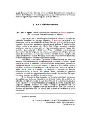 grupo das cigarrinhas. Deve-se evitar a entrada da bactéria em áreas livres 
através de medidas de exclusão (quarentena), ou pelo tratamento térmico de 
material vegetativo (imersão em água a 45ºC por 3 horas). 
9.1.1.16.4. Podridão bacteriana 
9.1.1.16.4.1. Agente causal: Xanthomonas campestris pv. vtiicola. (Nayudu) 
Dyl. (Sinonímia: Pseudomonas viticola Nayudu). 
Esta bacteriose foi recentemente identificada, afetando vinhedos da 
variedade Redglobe no nordeste brasileiro. A podridão bacteriana já foi 
descrita na Índia e sua introdução no Brasil deve ter sido através de material 
vegetativo doente, sem as devidas medidas quarentenárias. O patógeno afeta 
folhas, ramos e os cachos da videira. Nas folhas, aparecem manchas 
angulares, escuras, envoltas por um halo amarelado, quando novas, com 
tamanho que varia de 1,0-2,0 mm. Áreas necróticas, marrons-claras, 
desenvolvem-se ao longo das nervuras que, coalescendo, atingem grandes 
áreas do limbo foliar. As nervuras secam no sentido do seu comprimento, 
adquirindo coloração escura. Às vezes, observa-se um crestamento das folhas, 
caracterizado por uma necrose marginal dos tecidos. 
Nos ramos, ainda verdes, aparecem cancros ovalados, de coloração 
marrom, com bordos escuros e dimensões que variam de 0,5-1,0cm. A parte 
central do cancro é deprimida, apresentando um fendilhamento dos tecidos. 
Pedúnculo, ráquis, ramificações laterais e pedicelos dos cachos, quando 
atacados, apresentam uma podridão mole de coloração marrom a escura. A 
lesão atinge toda a extensão do pedicelo e ramificações laterais, 
desenvolvendo-se, a seguir, pelo ráquis. Neste, observam-se pequenas 
caneluras longitudinais, causadas pela desintegração dos tecidos. As bagas 
murcham, podendo ou não ficar presas ao cacho. 
O uso de material de propagação comprovadamente sadio e originário 
de regiões onde a doença não ocorre é a primeira medida de controle a ser 
adotada em regiões livres da doença. Em vinhedos já contaminados, deve-se 
podar e queimar os ramos infectados e, em seguida, pulverizar as plantas com 
fungicida cúprico, repetindo-se estas operações periodicamente. As 
ferramentas utilizadas na poda devem ser desinfestadas com água sanitária. A 
irrigação por aspersão deve ser evitada pelo excesso de umidade que causa 
nas plantas. 
Autoria da apostila: 
Dr. Erasmo José Paioli Pires & Dr. Maurilo Monteiro Terra 
Instituto Agronômico de Campina (IAC) 
Campinas – SP. 

