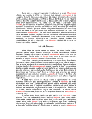 Junto com o material importado, introduziram o fungo Plasmopara 
vitícola, que passou a afetar os vinhedos que estavam começando a se 
recuperar do surto filoxérico. A severidade do ataque, principalmente em anos 
úmidos, destruía os vinhedos e, em fins da década de 1870, a uva e a indústria 
francesa de vinho pareciam condenadas ao desaparecimento, pois os fungicidas 
ainda eram desconhecidos. Foi, então, que, em 1882, o professor Alexis 
Millardet, da Universidade de Bordéus, descobriu, casualmente, a ação fungicida 
do cobre, ao observar a ausência do míldio nas linhas de videira que limitavam 
os caminhos. Verificou que elas haviam sido pulverizadas com uma mistura de 
sulfato de cobre e cal, para evitar que estranhos comessem as uvas, pois 
pareciam estar envenenadas. Com base nesta observação, Millardet elaborou a 
calda bordalesa, primeiro fungicida utilizado no controle das enfermidades das 
plantas. A primeira constatação do míldio no Brasil foi em 1891, nas parreiras 
existentes no Instituto Agronômico de Campinas. Coube também aos 
pesquisadores do IAC a realização dos primeiros trabalhos de controle da 
doença com caldas cúpricas. 
9.1.1.3.2. Sintomas 
Afeta todos os órgãos verdes da videira, tais como folhas, flores, 
gavinhas, gemas, bagas, antes da maturação, e ramos não maduros. Durante 
seu ciclo, a videira não apresenta a mesma sensibilidade, existindo os estádios 
mais sensíveis. Sendo assim, as folhas muito novas e pequenas não são 
afetadas, o mesmo ocorrendo com as folhas adultas e maduras. 
Nas folhas, o primeiro sintoma refere-se a pequenas áreas descoloridas 
de aspecto oleoso observável por transparência contra luz na página superior. 
Este sintoma, resultante do encharcamento do mesófilo foliar, é denominado de 
“mancha de óleo”. Em correspondência a cada “mancha de óleo”, em condições 
de alta umidade, aparece, na página inferior da folha, um crescimento branco, de 
aspecto cotonoso, representado pelas frutificações do fungo. Este sintoma é 
denominado de “mancha mofo”. Com a evolução dos sintomas, os tecidos 
atacados tornam-se castanhos e secam. A desfolha é intensa e, devido à falta 
da fotossíntese, as bagas e os ramos não amadurecem, com reflexos negativos 
na produção. 
A cada novo período de chuva, ocorre o aparecimento de novas 
manchas, terminando pela destruição total do vinhedo. A incidência do míldio 
nos ramos é mais rara. Quando atacados, porém, eles se deformam, adquirindo 
a forma de uma letra S, vegetam fracamente, perdem suas folhas, secam e 
morrem. Se sobrevivem, originam brotos fracos, quando podados. Observa-se, 
no outono, estrias longitudinais negras nos entrenós. Os brotos tenros 
apresentam uma coloração escura, sobre a qual se desenvolve a eflorescência 
branca do fungo. 
Todas as partes do cacho são atacadas: pedúnculos, pedicelos, botões 
e bagas. Quando o pedúnculo é afetado, as flores secam e caem, pois o micélio 
que progride impede a circulação da seiva. Se a incidência do fungo ocorrer nas 
bagas, ainda muito jovens, logo após a fertilização, elas ficam recobertas 
inteiramente de um pó acinzentado, formado pelos conidióforos do patógeno. É 
a chamada “podridão cinzenta”. Neste caso, o patógeno penetra diretamente 
 