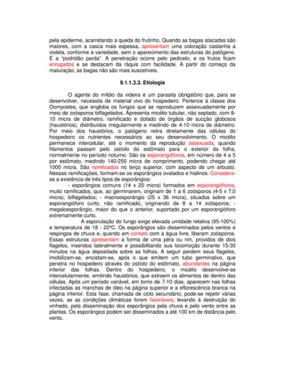 pela epiderme, acarretando a queda do frutinho. Quando as bagas atacadas são 
maiores, com a casca mais espessa, apresentam uma coloração castanha a 
violeta, conforme a variedade, sem o aparecimento das estruturas do patógeno. 
É a “podridão parda”. A penetração ocorre pelo pedicelo, e os frutos ficam 
enrugados e se destacam da ráquis com facilidade. A partir do começo da 
maturação, as bagas não são mais suscetíveis. 
9.1.1.3.3. Etiologia 
O agente do míldio da videira é um parasita obrigatório que, para se 
desenvolver, necessita de material vivo do hospedeiro. Pertence à classe dos 
Oomycetes, que engloba os fungos que se reproduzem assexuadamente por 
meio de zoósporos biflagelados. Apresenta micélio tubular, não septado, com 8- 
10 micra de diâmetro, ramificado e dotado de órgãos de sucção globosos 
(haustórios), distribuídos irregularmente e medindo de 4-10 micra de diâmetro. 
Por meio dos haustórios, o patógeno retira diretamente das células do 
hospedeiro os nutrientes necessários ao seu desenvolvimento. O micélio 
permanece intercelular, até o momento da reprodução assexuada, quando 
filamentos passam pelo ostíolo do estômato para o exterior da folha, 
normalmente no período noturno. São os esporangióforos, em número de 4 a 5 
por estômato, medindo 140-250 micra de comprimento, podendo chegar até 
1000 micra. São ramificados no terço superior, com aspecto de um arbusto. 
Nessas ramificações, formam-se os esporângios ovalados e hialinos. Considera-se 
a existência de três tipos de esporângios: 
- esporângios comuns (14 x 20 micra) formados em esporangióforos, 
muito ramificados, que, ao germinarem, originam de 1 a 6 zoósporos (4-5 x 7,0 
micra), biflagelados; - macroesporângio (25 x 36 micra), situados sobre um 
esporangióforo curto, não ramificado, originando de 8 a 14 zoósporos; - 
megaloesporângio, maior do que o anterior, suportado por um esporangióforo 
extremamente curto. 
A esporulação do fungo exige elevada umidade relativa (95-100%) 
e temperatura de 18 - 22ºC. Os esporângios são disseminados pelos ventos e 
respingos de chuva e, quando em contato com a água livre, liberam zoósporos. 
Essas estruturas apresentam a forma de uma pêra ou rim, providos de dois 
flagelos, inseridos lateralmente e possibilitando sua locomoção durante 15-30 
minutos na água depositada sobre as folhas. A seguir perdem seus flagelos, 
imobilizam-se, encistam-se, após o que emitem um tubo germinativo, que 
penetra no hospedeiro através do ostíolo do estômato, abundantes na página 
inferior das folhas. Dentro do hospedeiro, o micélio desenvolve-se 
intercelularmente, emitindo haustórios, que extraem os alimentos de dentro das 
células. Após um período variável, em torno de 7-10 dias, aparecem nas folhas 
infectadas as manchas de óleo na página superior e a eflorescência branca na 
página inferior. Esta fase, chamada de ciclo secundário, pode-se repetir várias 
vezes, se as condições climáticas forem favoráveis, levando à destruição do 
vinhedo, pela disseminação dos esporângios pela chuva e pelo vento entre as 
plantas. Os esporângios podem ser disseminados a até 100 km de distância pelo 
vento. 
 