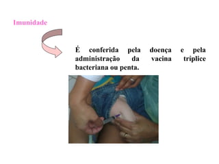 Imunidade
É conferida pela doença e pela
administração da vacina tríplice
bacteriana ou penta.
 