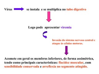 Vírus se instala e se multiplica no tubo digestivo
Logo pode apresentar viremia
Invasão do sistema nervoso central e
ataque ás células motoras.
Acomete em geral os membros inferiores, de forma assimétrica,
tendo como principais características: flacidez muscular, com
sensibilidade conservada e arreflexia no segmento atingido.
 