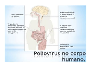 Doenças Imunopreveníveis na Infância e Imunização.ppt
