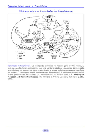 194
Transmissão da toxoplasmose. Os oocistos são eliminados nas fezes de gatos e outros Felidae, e,
após esporulação, tornam-se infectantes para uma grande variedade de hospedeiros. Contaminação
fecal, direta ou por vetores, tais como moscas, insetos e vermes, pode infectar pássaros, mamíferos
e o homem. O carnivorismo é outro importante meio de transmissão. A transmissão transplacentária
é rara. (Reproduzido de FRENKEL, J.K. Toxoplasmosis. In: Marcial-Rojas, R.A. PPPPPathology ofathology ofathology ofathology ofathology of
Protozoal and Helminthic DiseasesProtozoal and Helminthic DiseasesProtozoal and Helminthic DiseasesProtozoal and Helminthic DiseasesProtozoal and Helminthic Diseases. The Willians & Wilkins Company Baltimore, p.260,
1971).
Doenças Infecciosas e PDoenças Infecciosas e PDoenças Infecciosas e PDoenças Infecciosas e PDoenças Infecciosas e Parasitáriasarasitáriasarasitáriasarasitáriasarasitárias
Hipótese sobre a transmissão da toxoplasmoseHipótese sobre a transmissão da toxoplasmoseHipótese sobre a transmissão da toxoplasmoseHipótese sobre a transmissão da toxoplasmoseHipótese sobre a transmissão da toxoplasmose
 