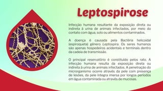 Infecção humana resultante da exposição direta ou
indireta à urina de animais infectados, por meio do
contato com água, solo ou alimentos contaminados.
A doença é causada pela Bactéria helicoidal
(espiroqueta) gênero Leptospira. Os seres humanos
são apenas hospedeiros acidentais e terminais dentro
da cadeia de transmissão.
O principal reservatório é constituído pelos rato. A
infecção humana resulta da exposição direta ou
indireta à urina de animais infectados. A penetração do
microrganismo ocorre através da pele com presença
de lesões, da pele íntegra imersa por longos períodos
em água contaminada ou através de mucosas.
 