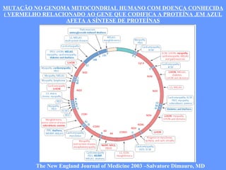 MUTAÇÃO NO GENOMA MITOCONDRIAL HUMANO COM DOENÇA CONHECIDA ( VERMELHO RELACIONADO AO GENE QUE CODIFICA A PROTEÍNA ,EM AZUL AFETA A SÍNTESE DE PROTEÍNAS The New England Journal of Medicine 2003 –Salvatore Dimauro, MD 