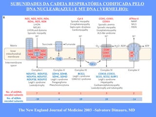 The New England Journal of Medicine 2003 –Salvatore Dimauro, MD SUBUNIDADES DA CADEIA RESPIRATÓRIA CODIFICADA PELO DNA NUCLEAR(AZUL) E MT DNA ( VERMELHO): 
