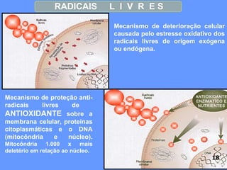 ANTIOXIDANTE ANTIOXIDANTE ENZIMATÍCO E NUTRIENTES RADICAIS  L  I  V  R  E S  Mecanismo de deterioração celular causada pelo estresse oxidativo dos radicais livres de origem exógena ou endógena. Mecanismo de proteção anti- radicais livres de  ANTIOXIDANTE  sobre a membrana celular, proteínas citoplasmáticas e o DNA (mitocôndria e núcleo).  Mitocôndria 1.000 x mais deletério em relação ao núcleo. 18 