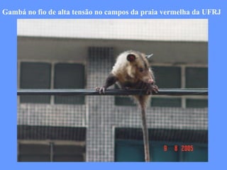 Gambá no fio de alta tensão no campos da praia vermelha da UFRJ  