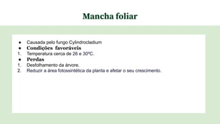 Mancha foliar
● Causada pelo fungo Cylindrocladium
● Condições favoráveis
1. Temperatura cerca de 26 e 30ºC.
● Perdas
1. Desfolhamento da árvore.
2. Reduzir a área fotossintética da planta e afetar o seu crescimento.
 
