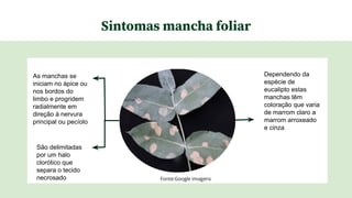 Sintomas mancha foliar
As manchas se
iniciam no ápice ou
nos bordos do
limbo e progridem
radialmente em
direção à nervura
principal ou pecíolo
Dependendo da
espécie de
eucalipto estas
manchas têm
coloração que varia
de marrom claro a
marrom arroxeado
e cinza
São delimitadas
por um halo
clorótico que
separa o tecido
necrosado Fonte:Google imagens
 