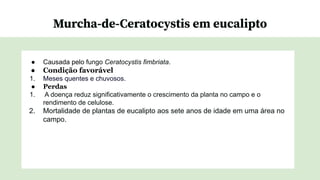 Murcha-de-Ceratocystis em eucalipto
● Causada pelo fungo Ceratocystis fimbriata.
● Condição favorável
1. Meses quentes e chuvosos.
● Perdas
1. A doença reduz significativamente o crescimento da planta no campo e o
rendimento de celulose.
2. Mortalidade de plantas de eucalipto aos sete anos de idade em uma área no
campo.
 