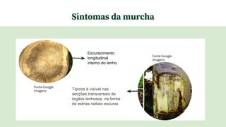 Sintomas da murcha
Escurecimento
longitudinal
interno do lenho
Típicos é visível nas
secções transversais de
órgãos lenhosos, na forma
de estrias radiais escuras
Fonte:Google
Imagens
Fonte:Google
Imagens
 