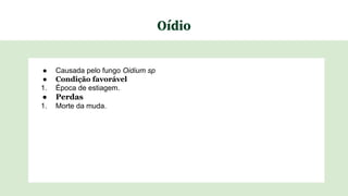 Oídio
● Causada pelo fungo Oidium sp
● Condição favorável
1. Época de estiagem.
● Perdas
1. Morte da muda.
 