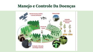 Manejo e Controle Da Doenças
 