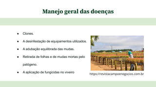 Manejo geral das doenças
● Clones.
● A desinfestação de equipamentos utilizados.
● A adubação equilibrada das mudas.
● Retirada de folhas e de mudas mortas pelo
patógeno.
● A aplicação de fungicidas no viveiro
https://revistacampoenegocios.com.br
 