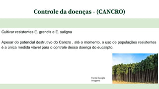 Controle da doenças - (CANCRO)
Cultivar resistentes E. grandis e E. saligna
Apesar do potencial destrutivo do Cancro , até o momento, o uso de populações resistentes
é a única medida viável para o controle dessa doença do eucalipto.
Fonte:Google
Imagens
 