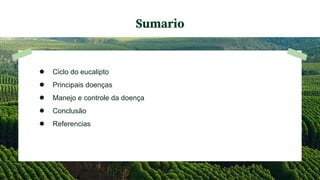 ● Ciclo do eucalipto
● Principais doenças
● Manejo e controle da doença
● Conclusão
● Referencias
Sumario
 