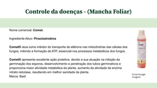 Controle da doenças - (Mancha Foliar)
Nome comercial: Comet.
Ingrediente Ativo- Piraclostrobina
Comet® atua como inibidor do transporte de elétrons nas mitocôndrias das células dos
fungos, inibindo a formação de ATP, essencial nos processos metabólicos dos fungos.
Comet® apresenta excelente ação protetiva, devido a sua atuação na inibição da
germinação dos esporos, desenvolvimento e penetração dos tubos germinativos e
proporciona maior atividade metabólica da planta, aumento da atividade da enzima
nitrato redutase, resultando em melhor sanidade da planta.
Marca: Basf.
Fonte:Google
Imagens
 