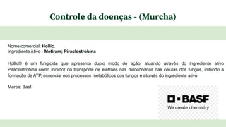 Controle da doenças - (Murcha)
Nome comercial: Hollic.
Ingrediente Ativo - Metiram; Piraclostrobina
Hollic® é um fungicida que apresenta duplo modo de ação, atuando através do ingrediente ativo
Piraclostrobina como inibidor do transporte de elétrons nas mitocôndrias das células dos fungos, inibindo a
formação de ATP, essencial nos processos metabólicos dos fungos e através do ingrediente ativo
Marca: Basf.
 