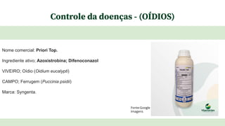 Controle da doenças - (OÍDIOS)
Nome comercial: Priori Top.
Ingrediente ativo; Azoxistrobina; Difenoconazol
VIVEIRO; Oídio (Oidium eucalypti)
CAMPO; Ferrugem (Puccinia psidii)
Marca: Syngenta.
Fonte:Google
Imagens
 